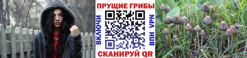 Галлюциногенные грибы MAGIC MUSHROOMS  Данков 